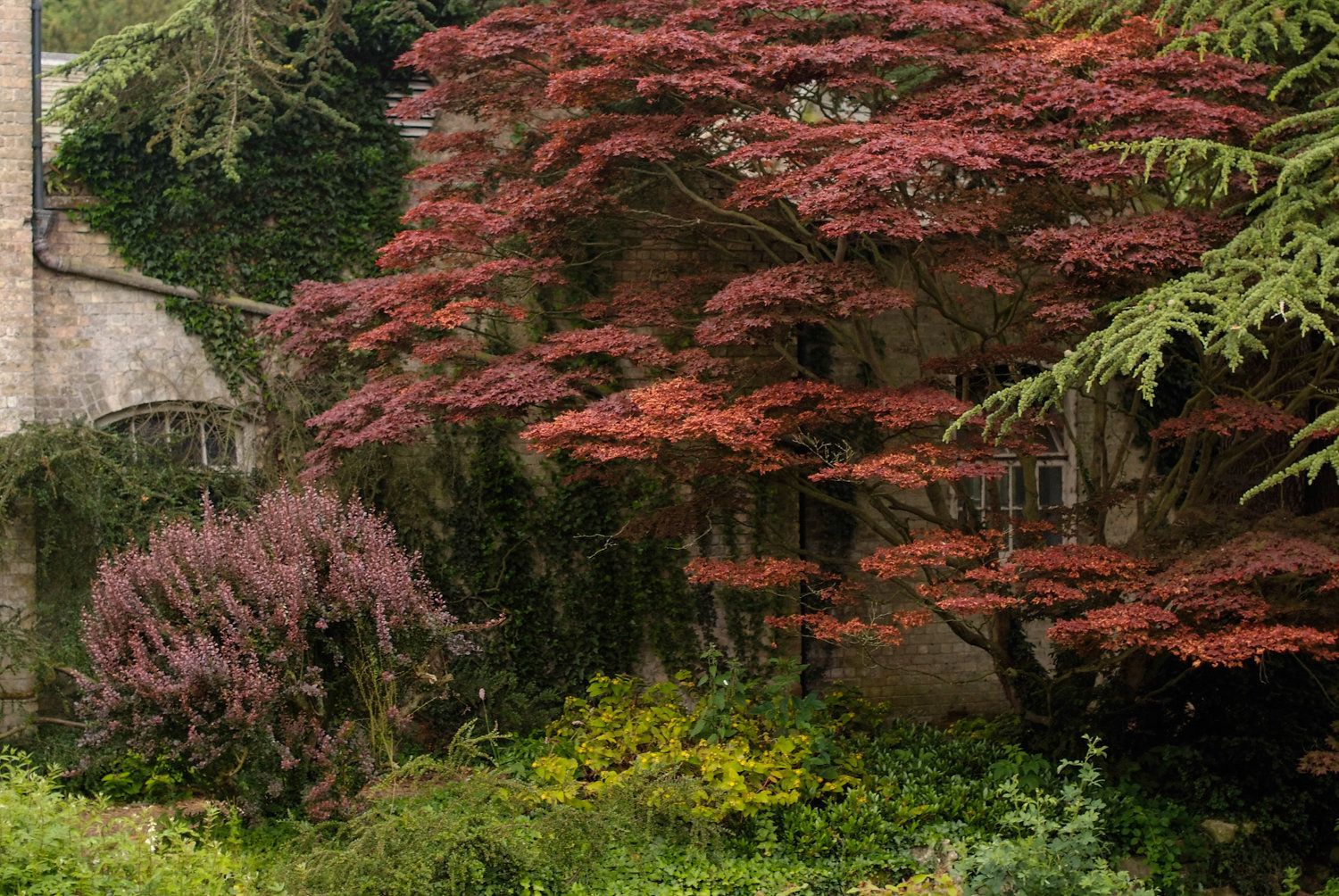 Um jardim com várias árvores, incluindo uma árvore com folhas avermelhadas e um arbusto de folhas roxas.