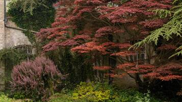 Um jardim com várias árvores, incluindo uma árvore com folhas avermelhadas e um arbusto de folhas roxas.