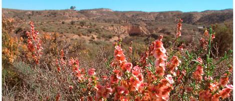 A natural landscape with pink flowering plants in the foreground and a hilly terrain in the background.