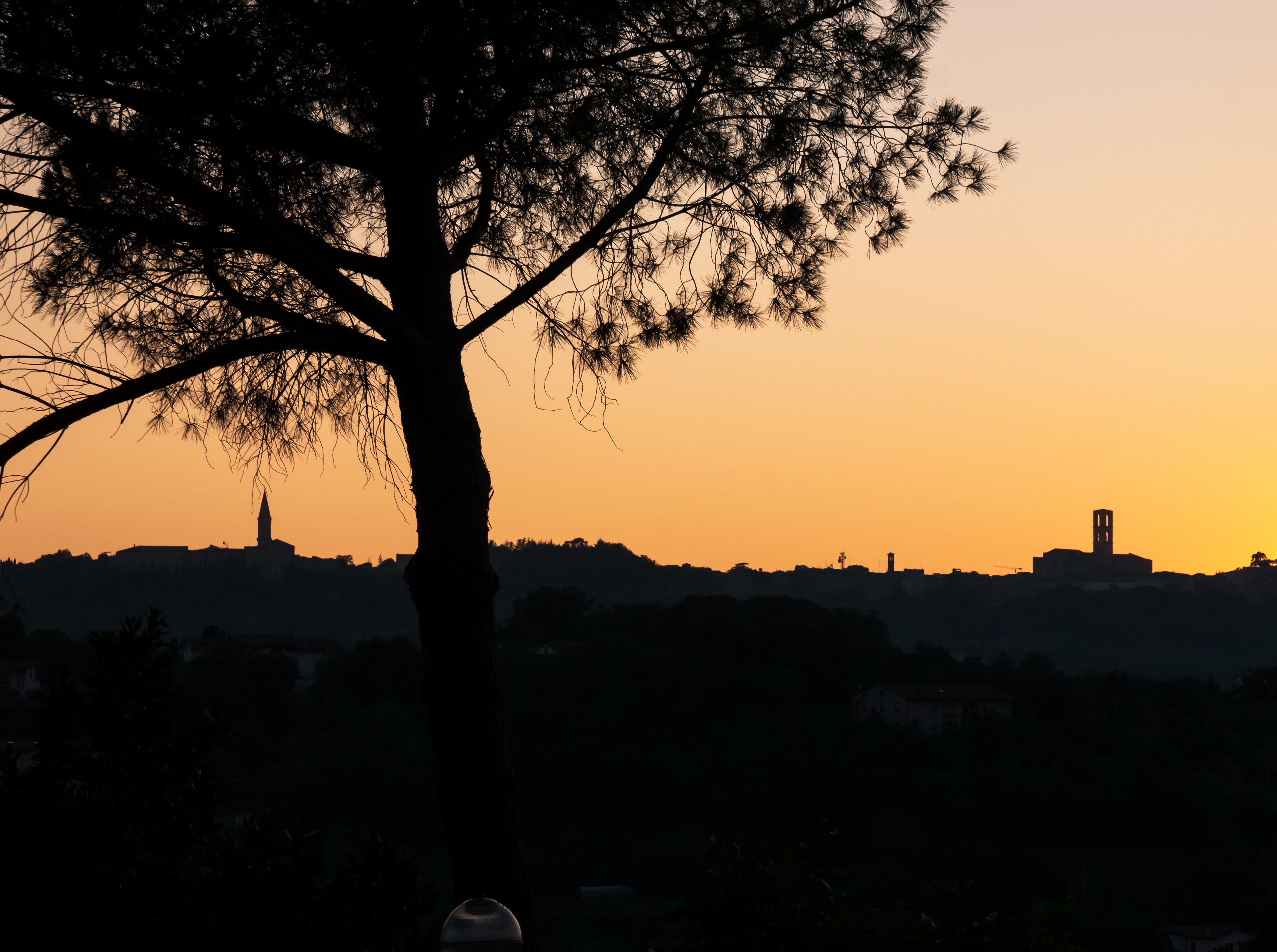 A silhouette of a tree against a sunset sky with a distant cityscape.