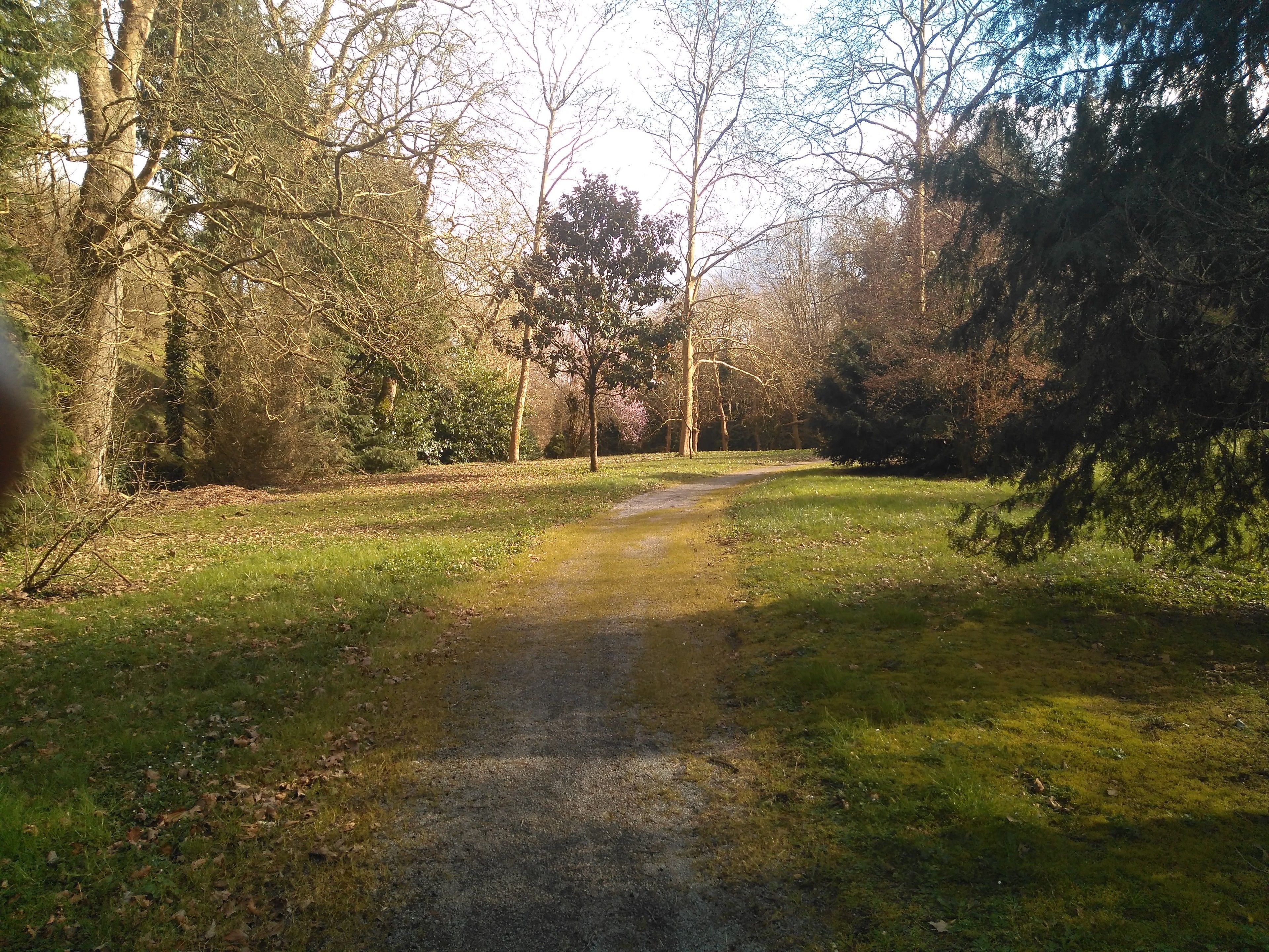 A gravel path in a wooded area with trees and grass.