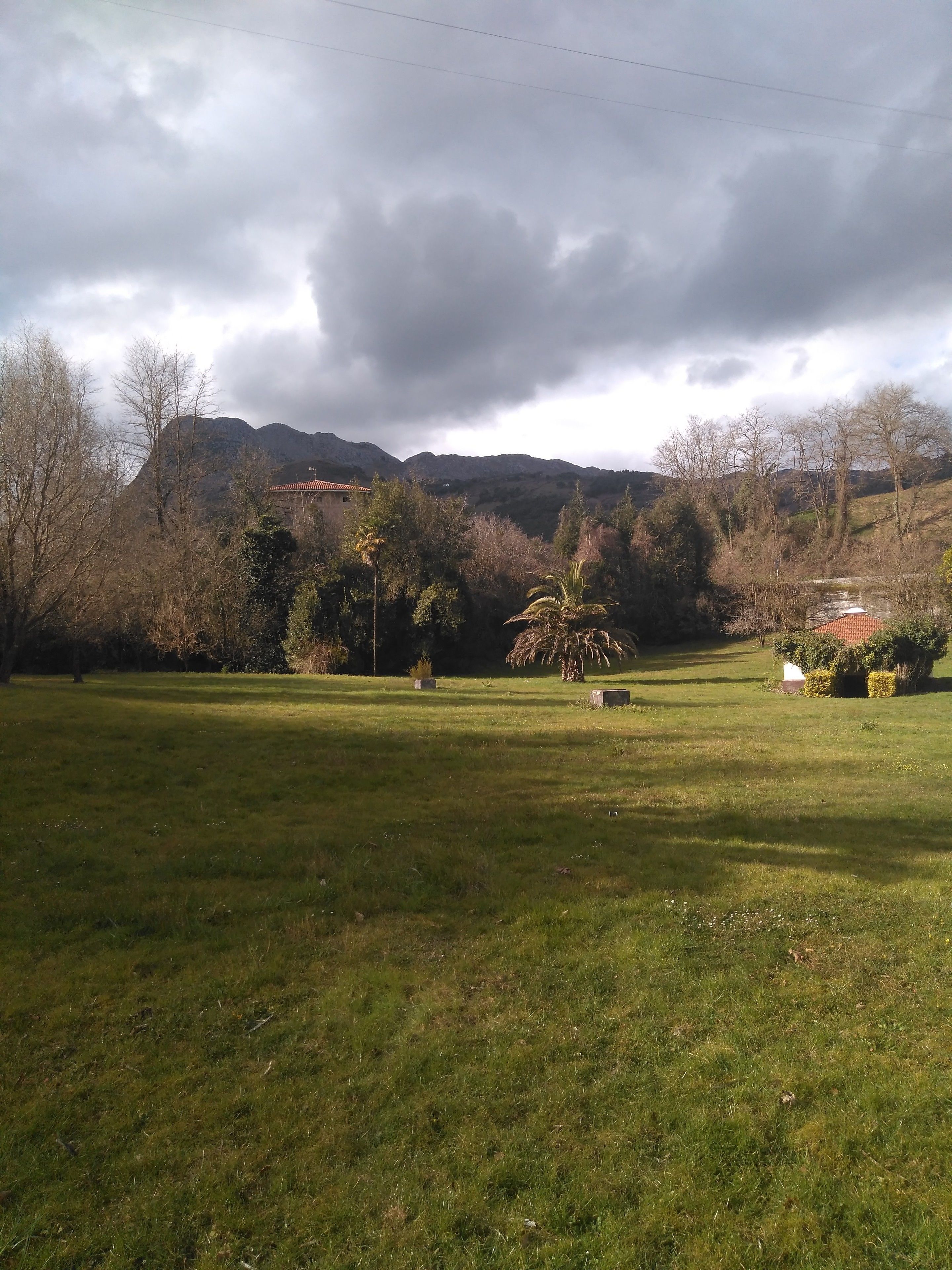 A grassy field with trees and a mountain in the background.