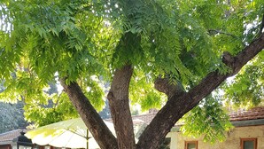 Courtyard - Neve Hagar (Emek Izrael)
