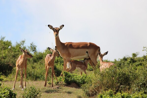 A group of antelopes in a natural setting with dense vegetation. - Elephants Lodge - Bellevue Forest Reserve (Paterson)