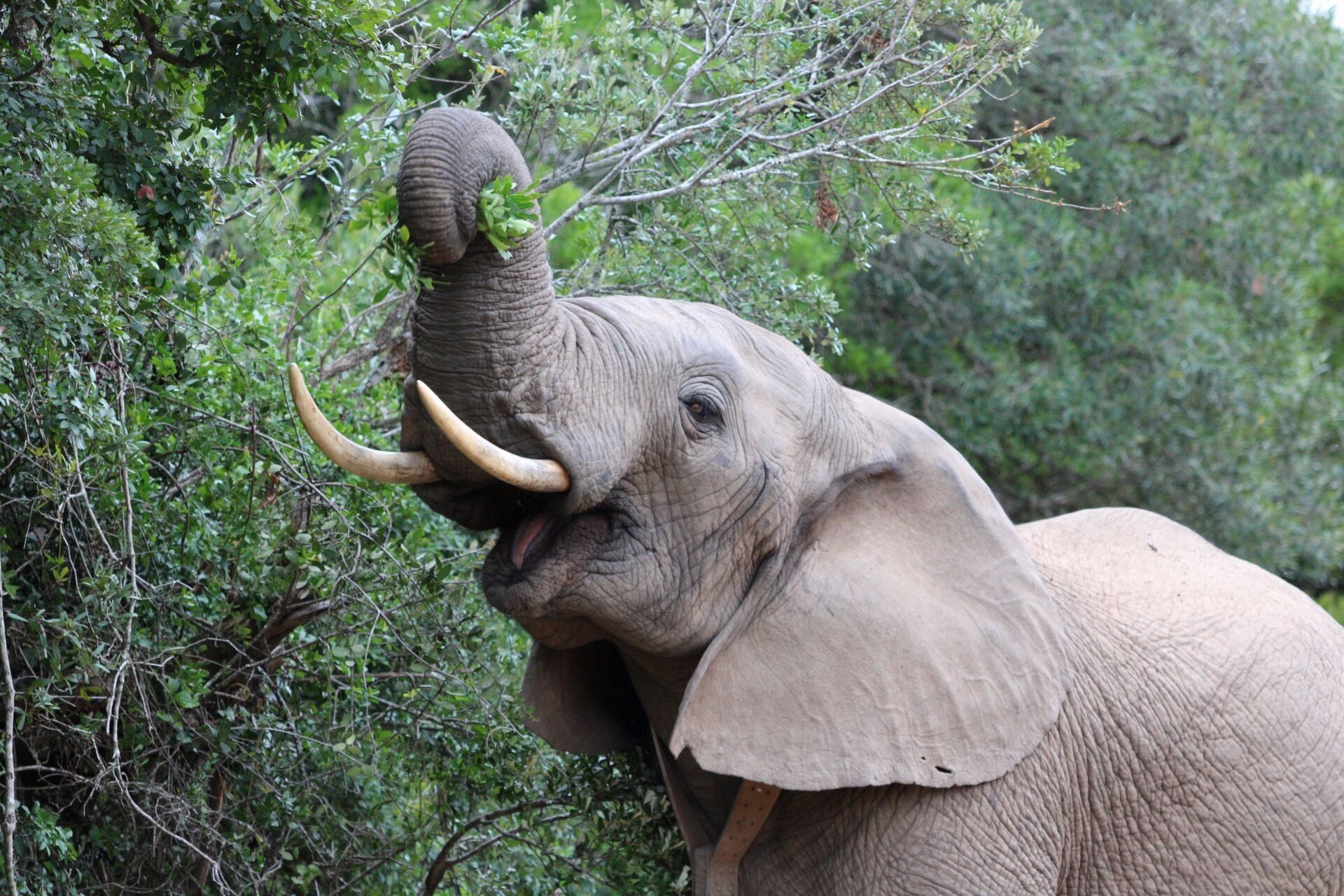 Un elefante con colmillos y una trompa rodeando ramas en un bosque verde y frondoso.
