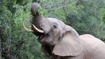 Un elefante con colmillos y una trompa rodeando ramas en un bosque verde y frondoso.