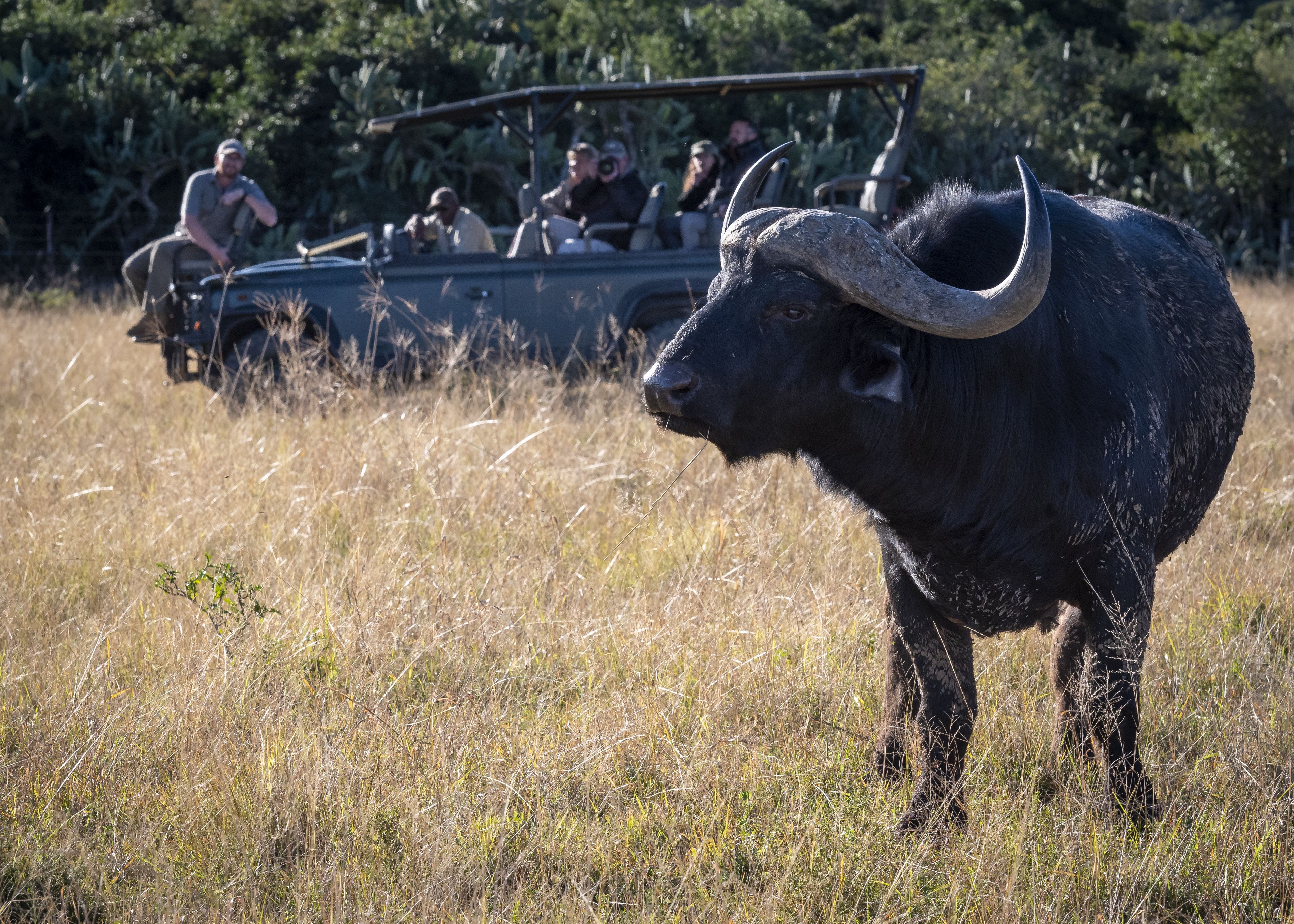 A safari vehicle with passengers observing wildlife in a grassy field.