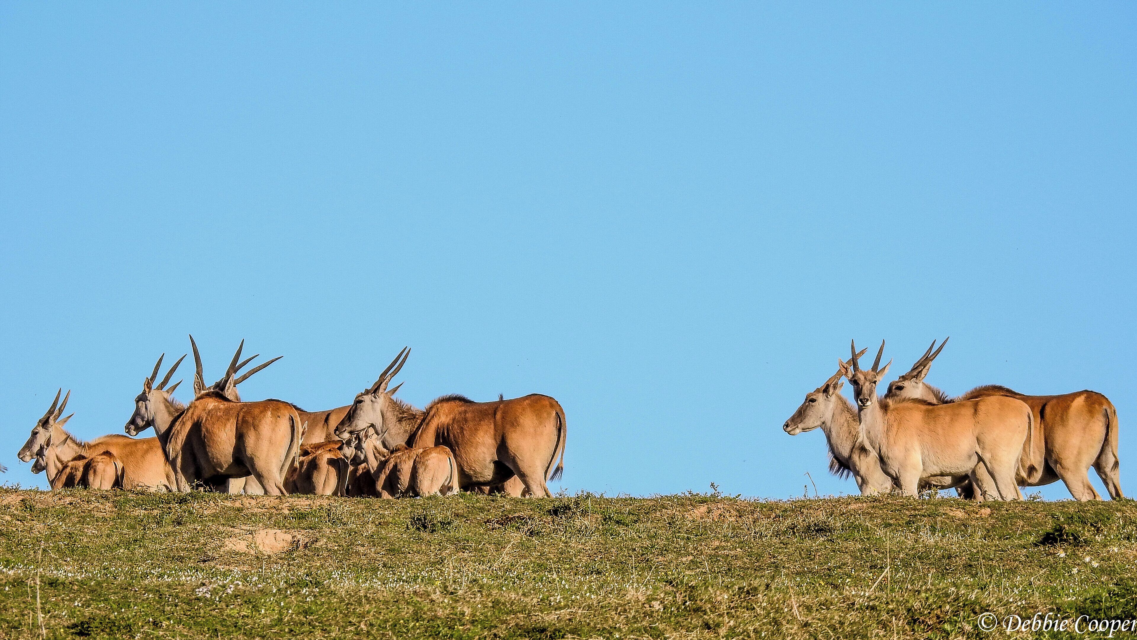 A group of antelopes on a grassy hill with a clear blue sky.