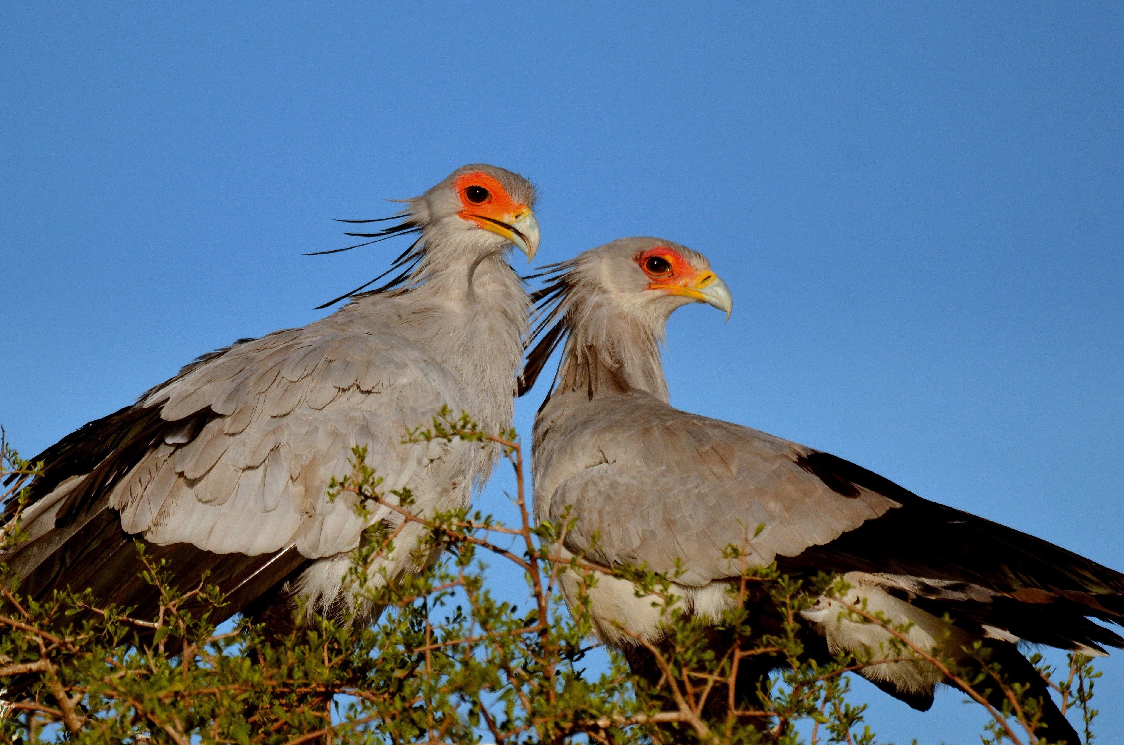 Two birds perched on branches.