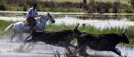 A person riding a horse through a shallow water body, possibly a pond or a flooded field, with another horse nearby.