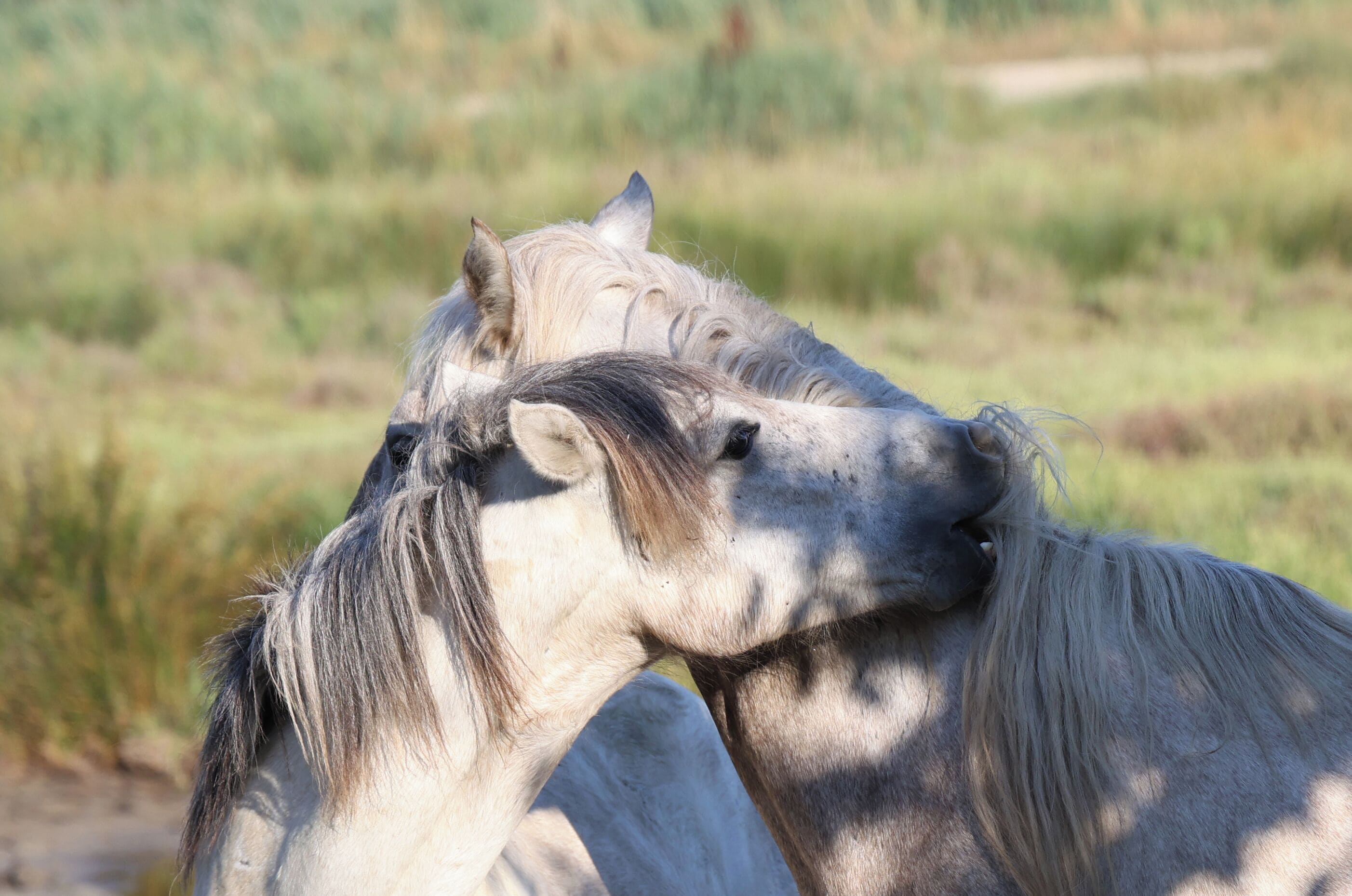 Two horses grazing in a field.