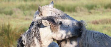 Two horses grazing in a field.