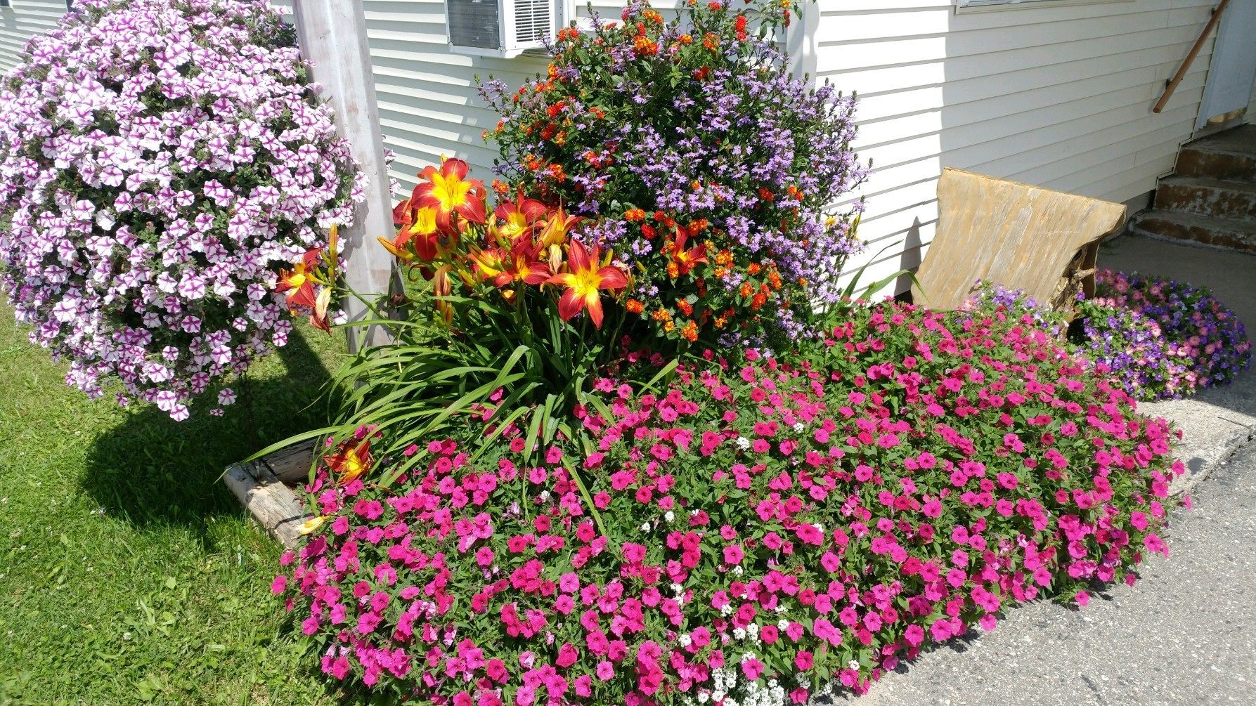 A garden with various flowers and plants in front of a house.
