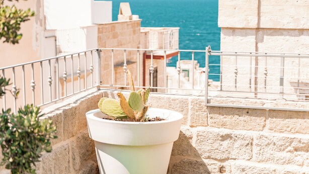 Ein Topf mit einem Kaktus auf einem Balkon mit Blick auf das Meer.