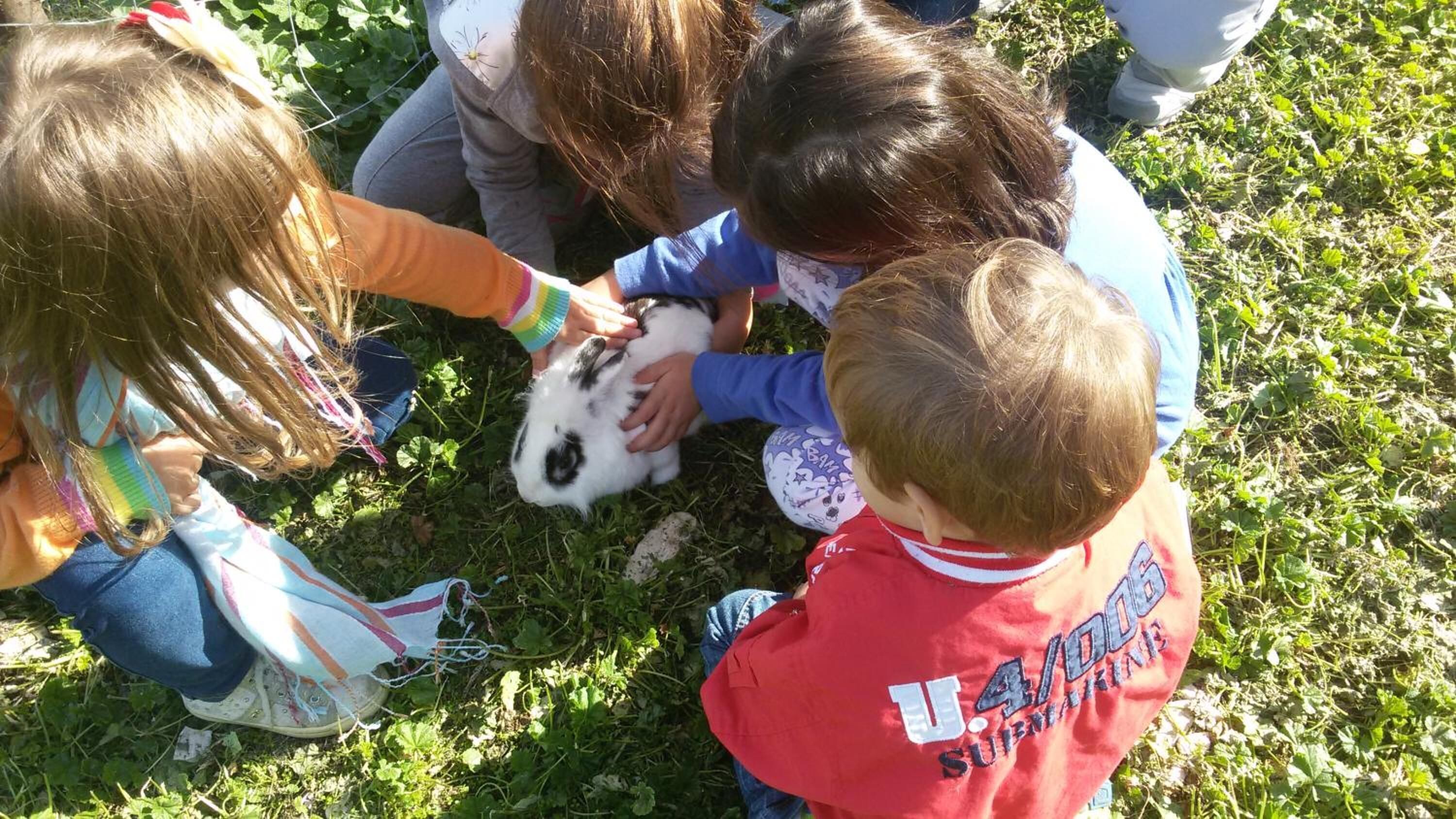 Niños interactúan con un conejo en un área al aire libre con césped.