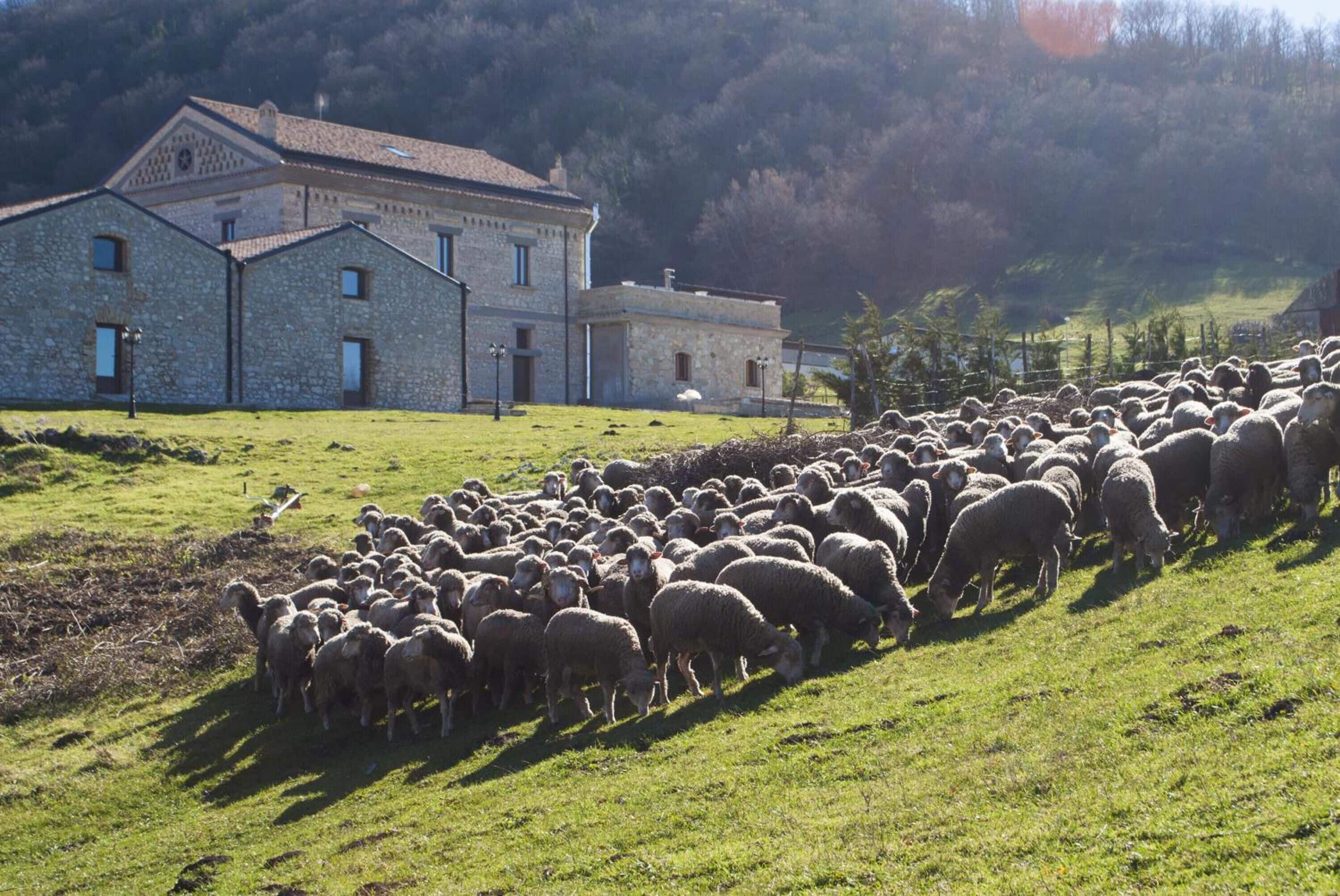 A stone building with a sloped roof and multiple windows, surrounded by a grassy field with a flock of sheep grazing.
