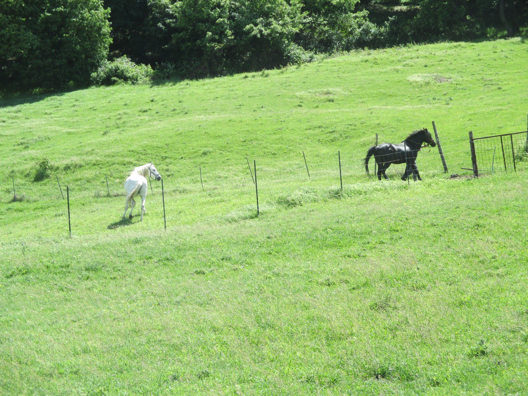 A grassy field with two horses, one white and one black, near a fence.