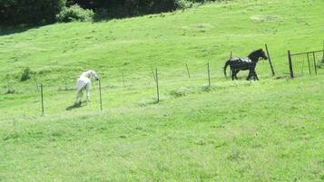 A grassy field with two horses, one white and one black, near a fence.