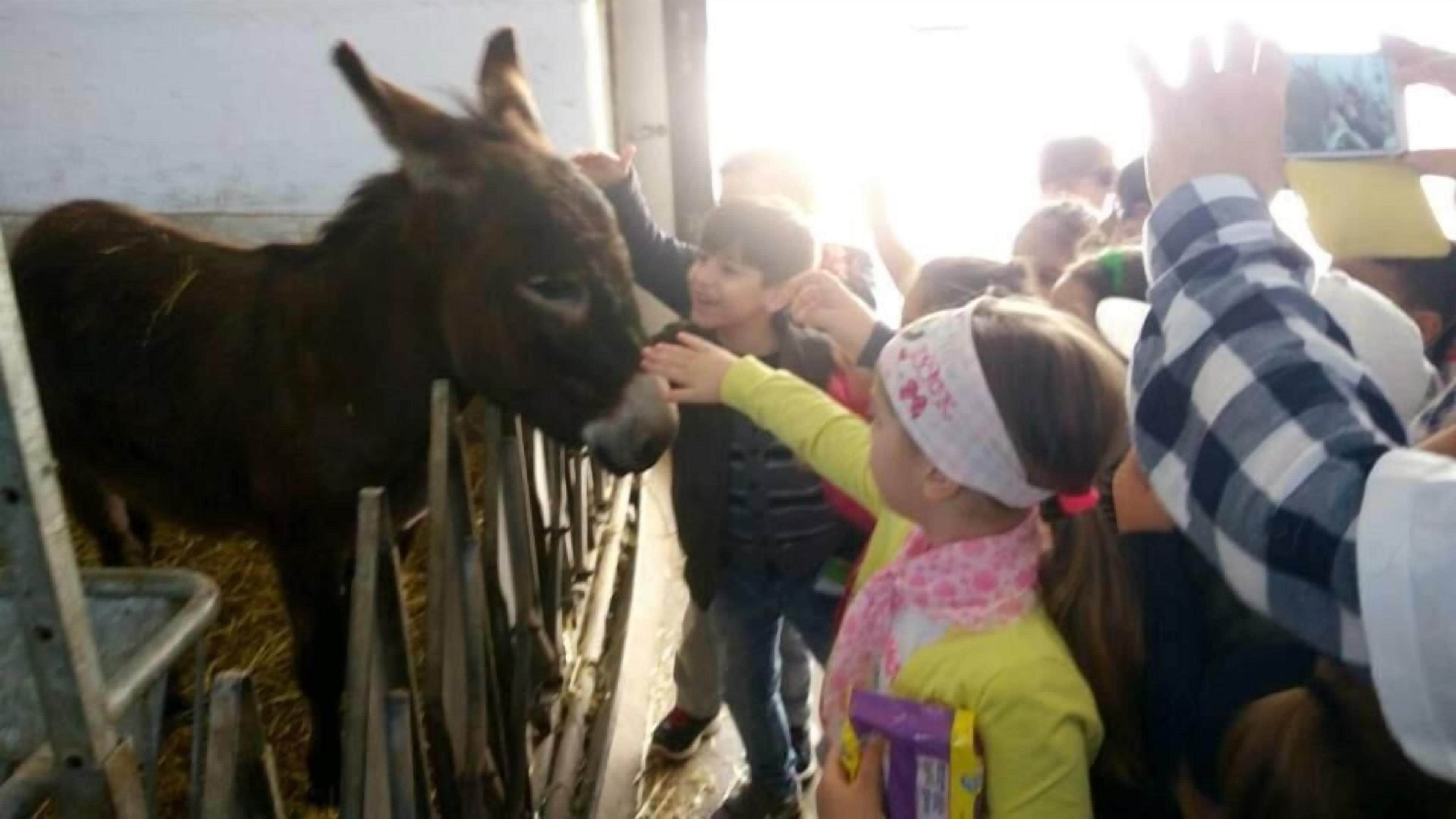Un grupo de personas interactuando con un burro en un corral.
