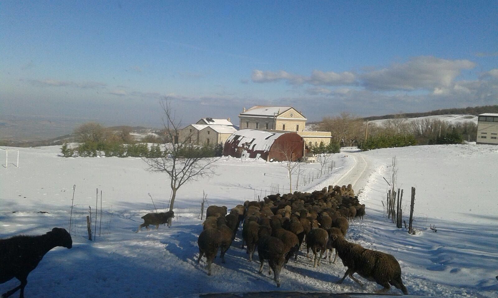 A snowy landscape with a herd of sheep and a dog near a barn and houses.