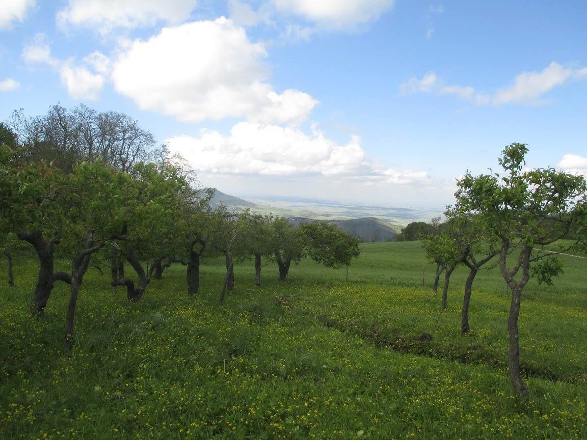 A grassy field with trees and a distant mountain range under a partly cloudy sky.
