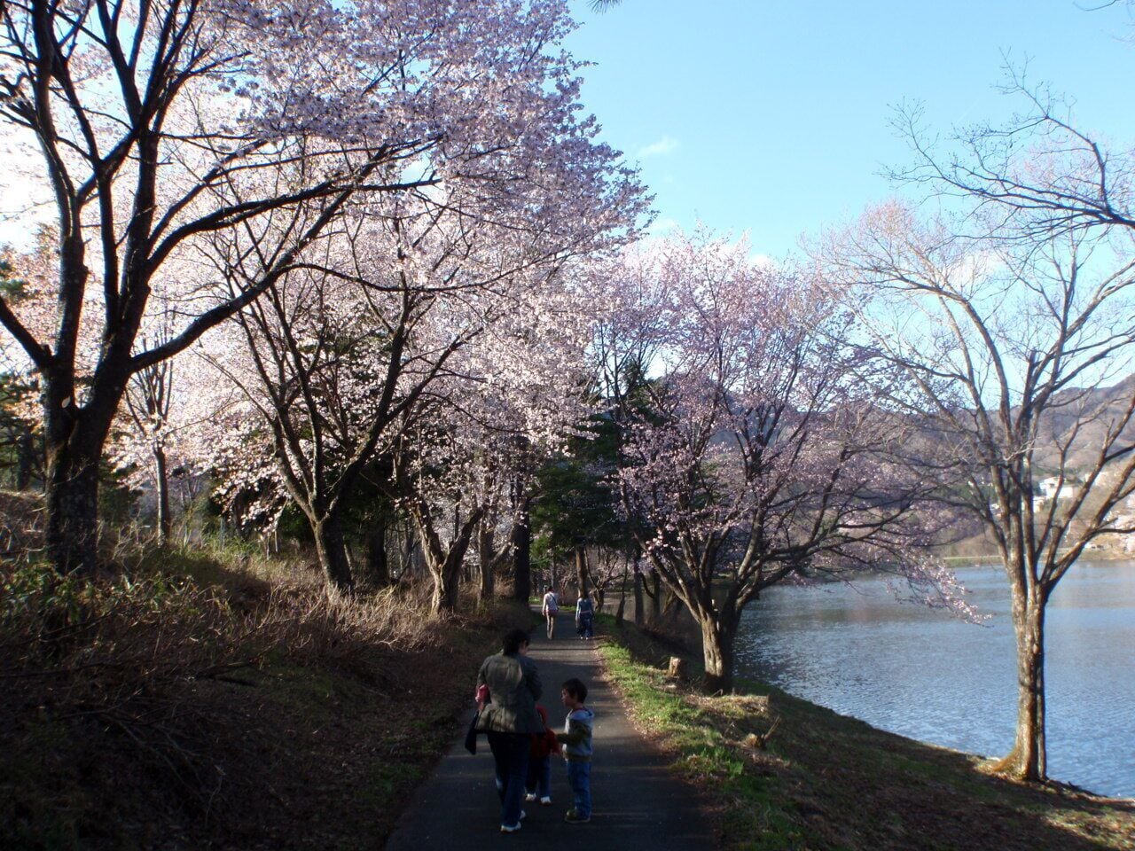A pathway lined with cherry blossom trees, leading to a body of water.