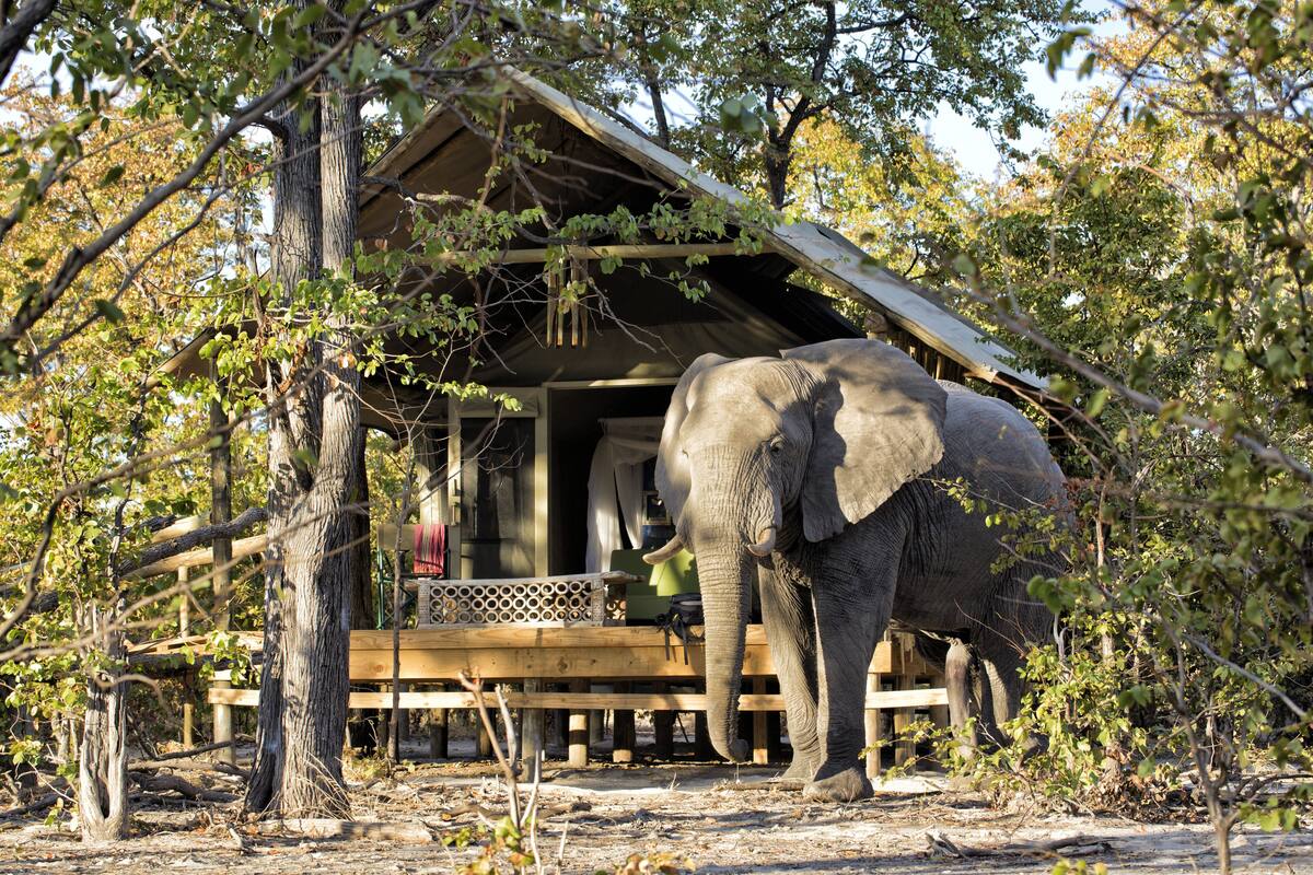 An elephant standing in front of a wooden structure with a porch.