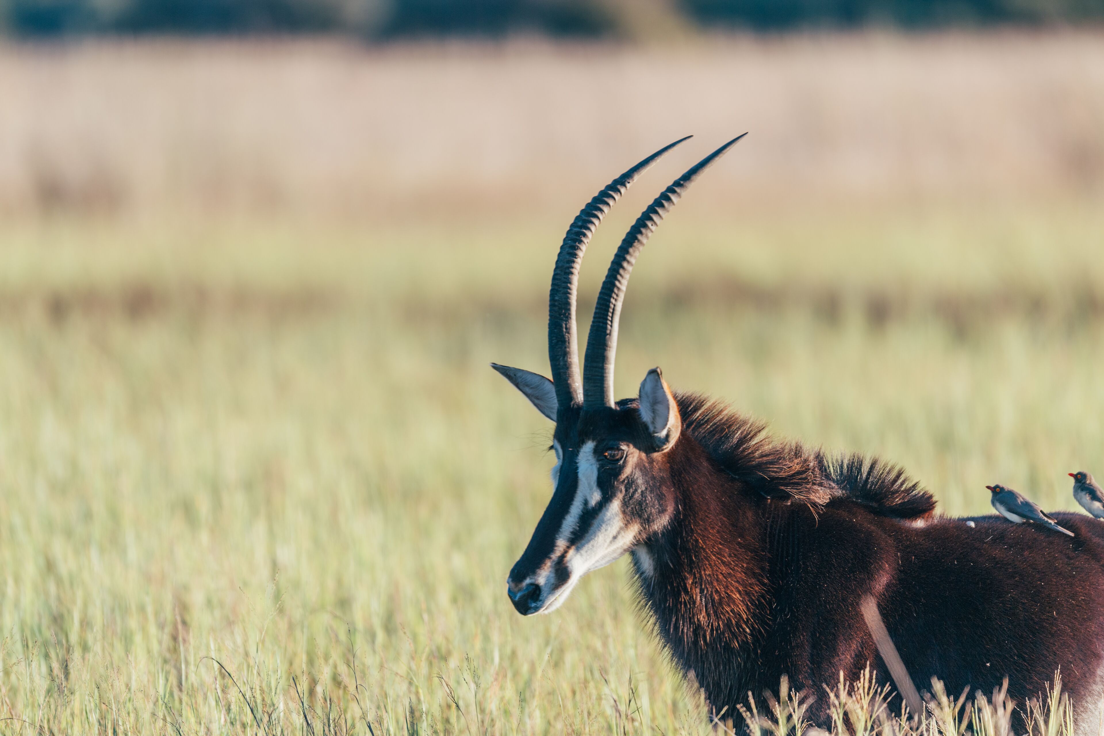 A wildlife scene with a gazelle and birds in a grassy field.