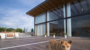 A dog on a wooden deck with a modern building in the background. - Fishman homestay (Hangzhou)