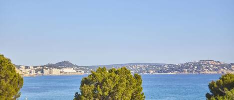 A coastal view with a clear sky, a large tree in the foreground, and a distant town across the water.