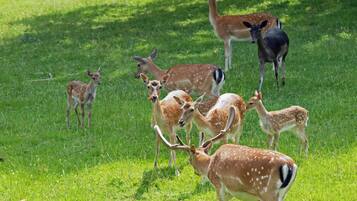 A group of deer in a grassy field.