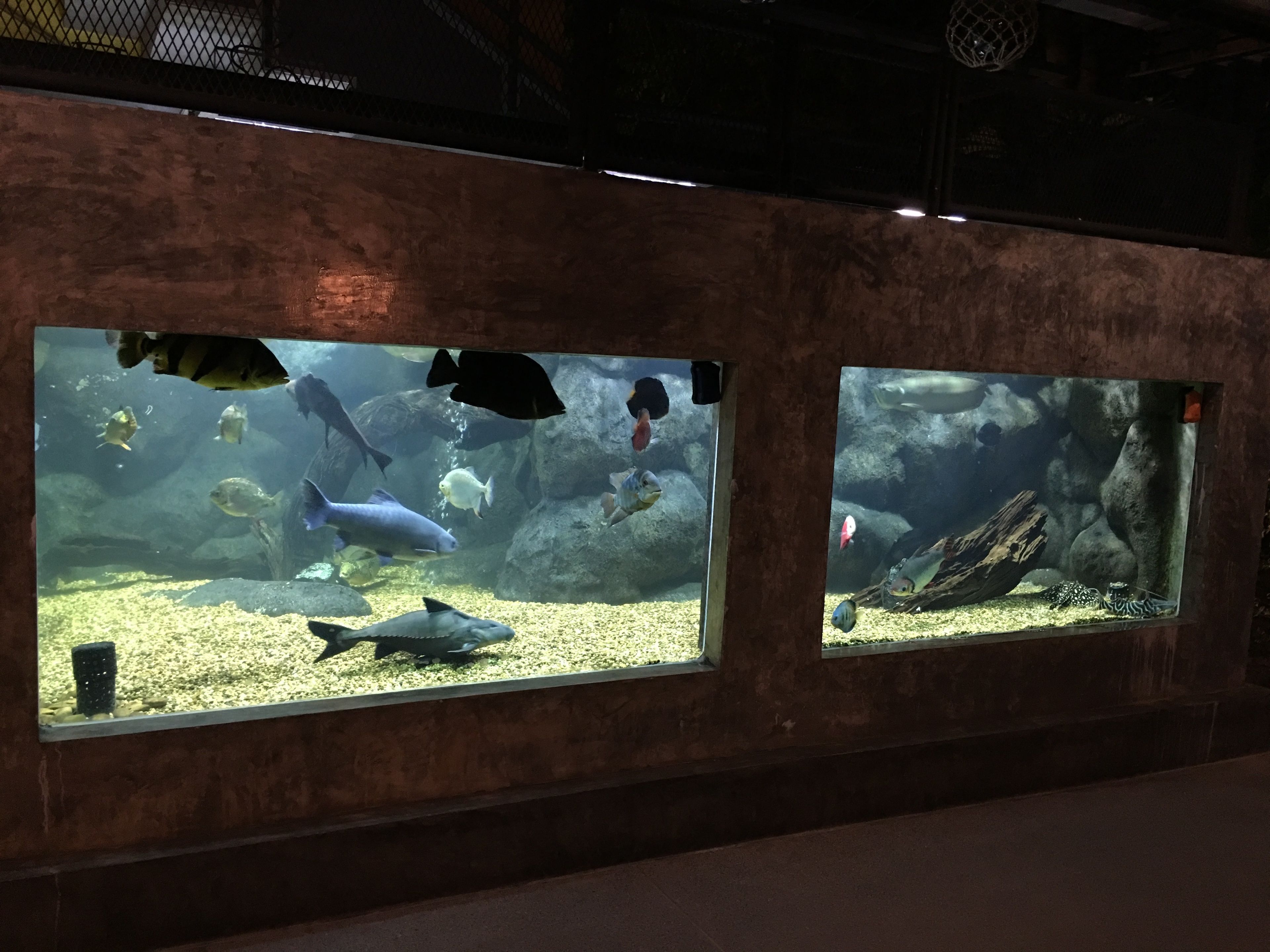 Two large aquariums with various fish species, set against a textured wall.