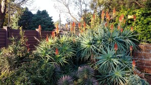 Un jardín con diversas plantas y un muro de ladrillo.