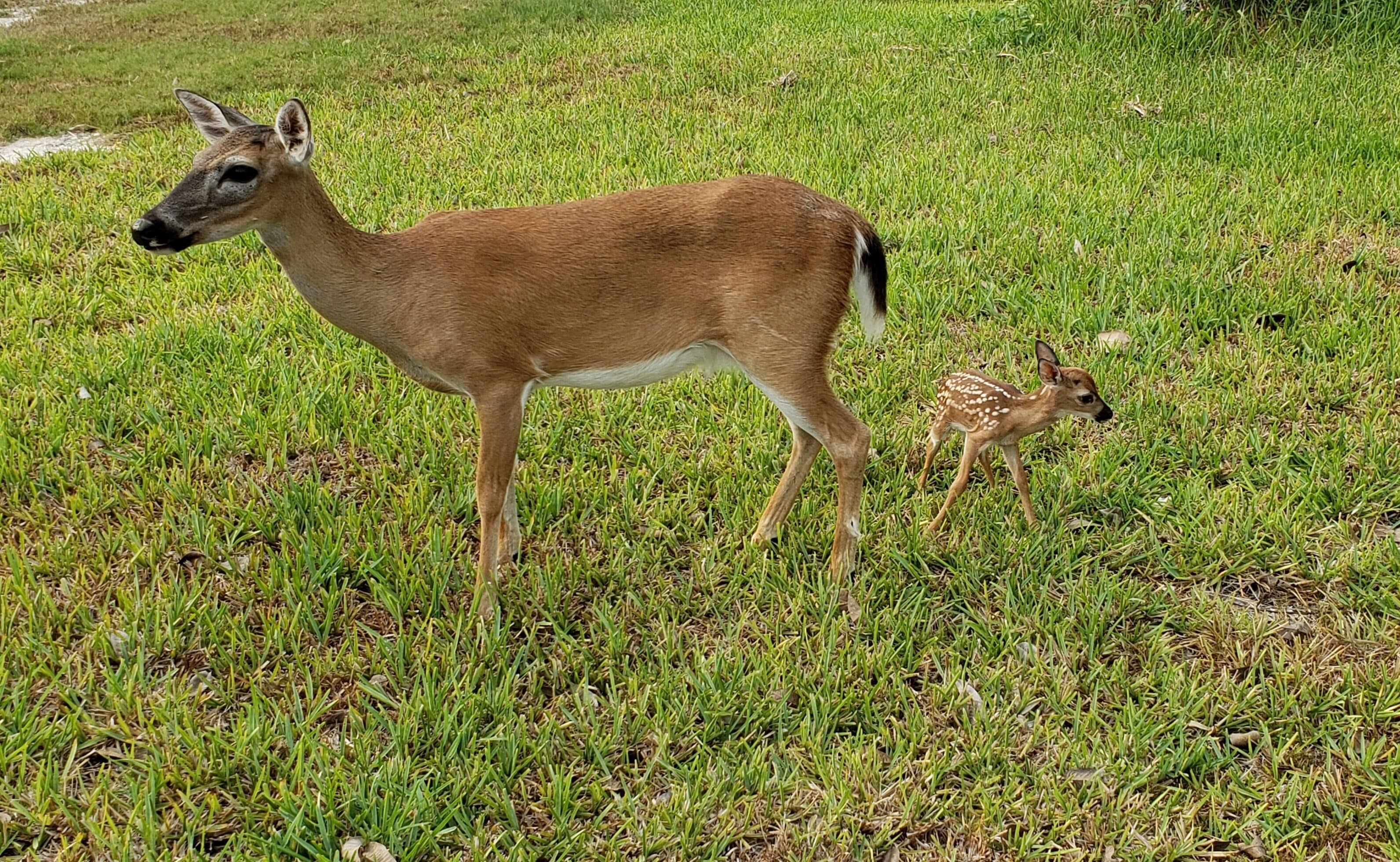 A deer and a fawn in a grassy field.