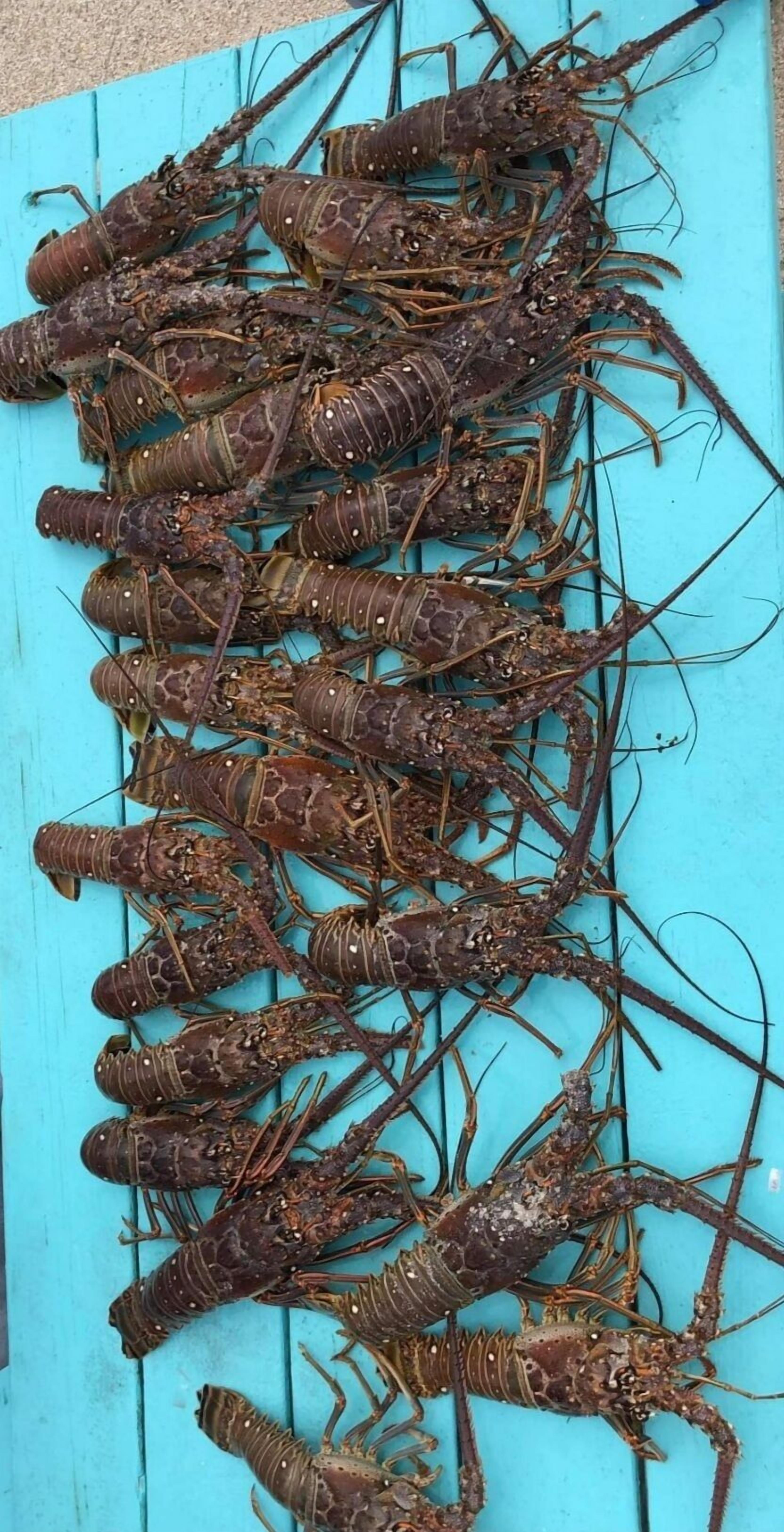 A collection of lobsters on a blue surface.