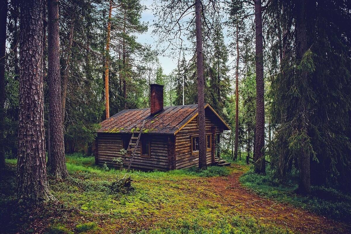 A rustic cabin in a forest with a dirt path leading to it.