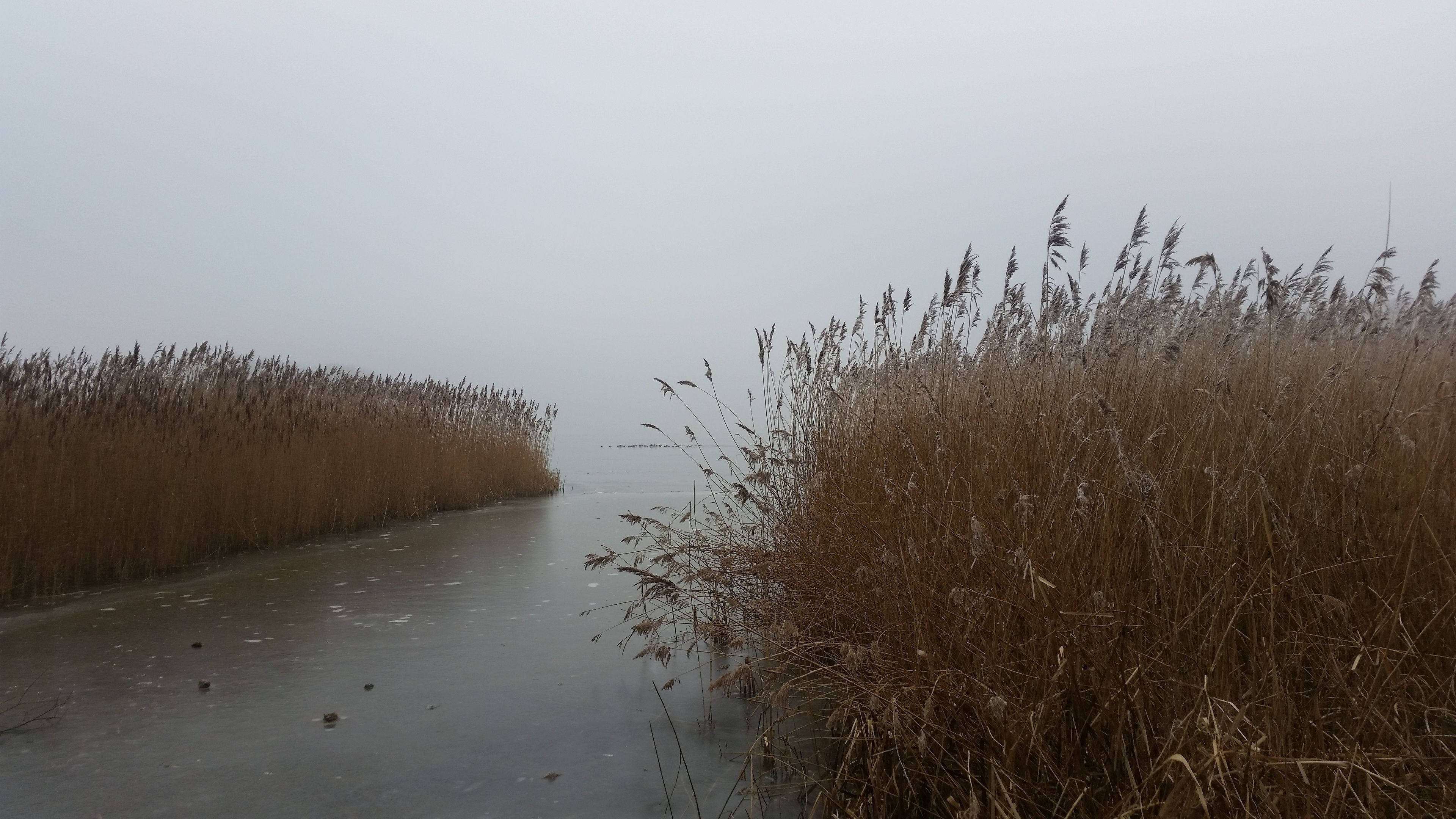 Un río congelado flanqueado por altos pastos.