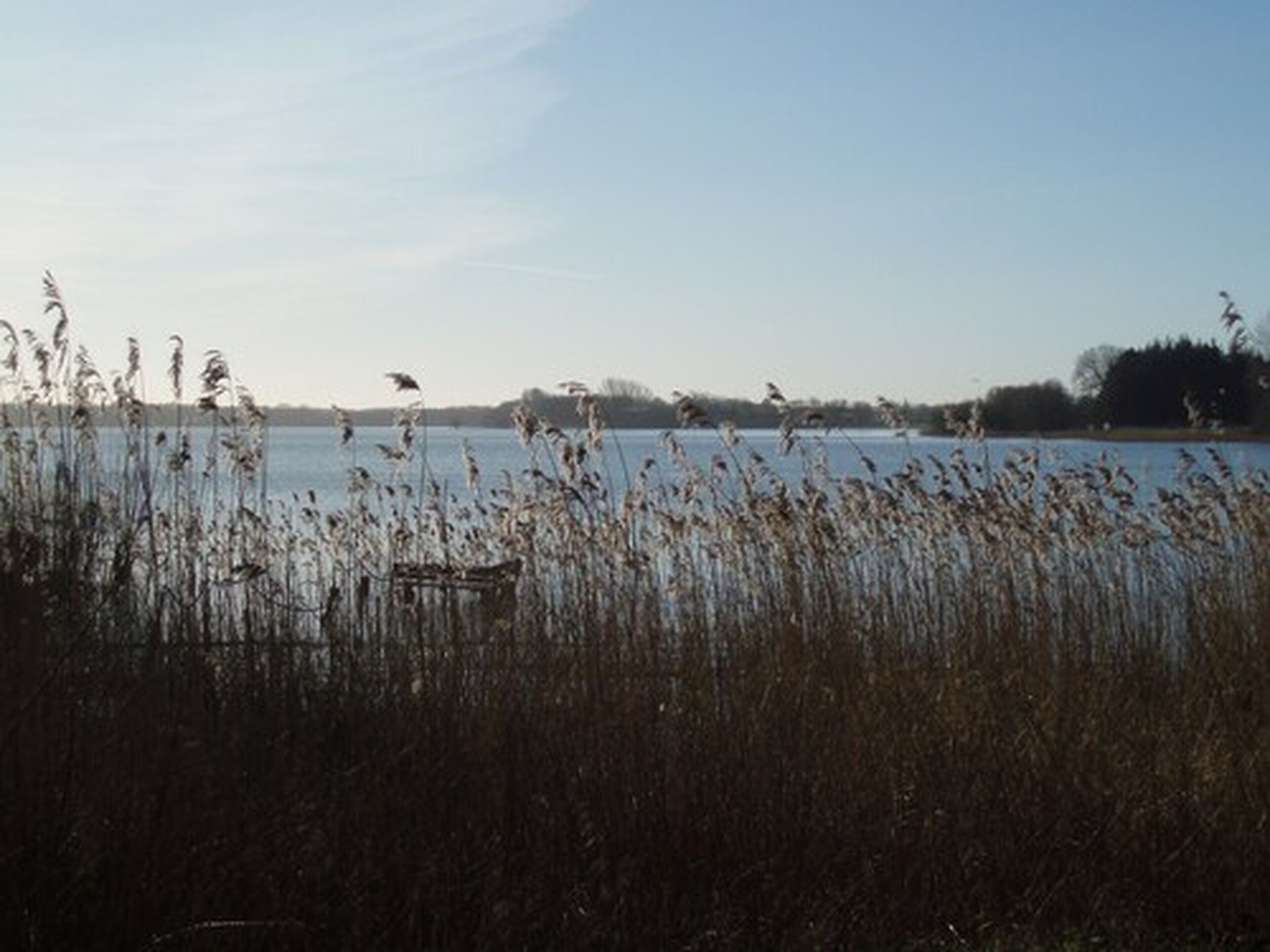 Vista de un lago con juncos en primer plano y una línea de árboles en la distancia.