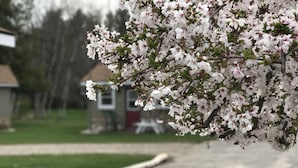 A residential street with a cherry blossom tree in full bloom. - Cedar Ridge Cabins (Honor)