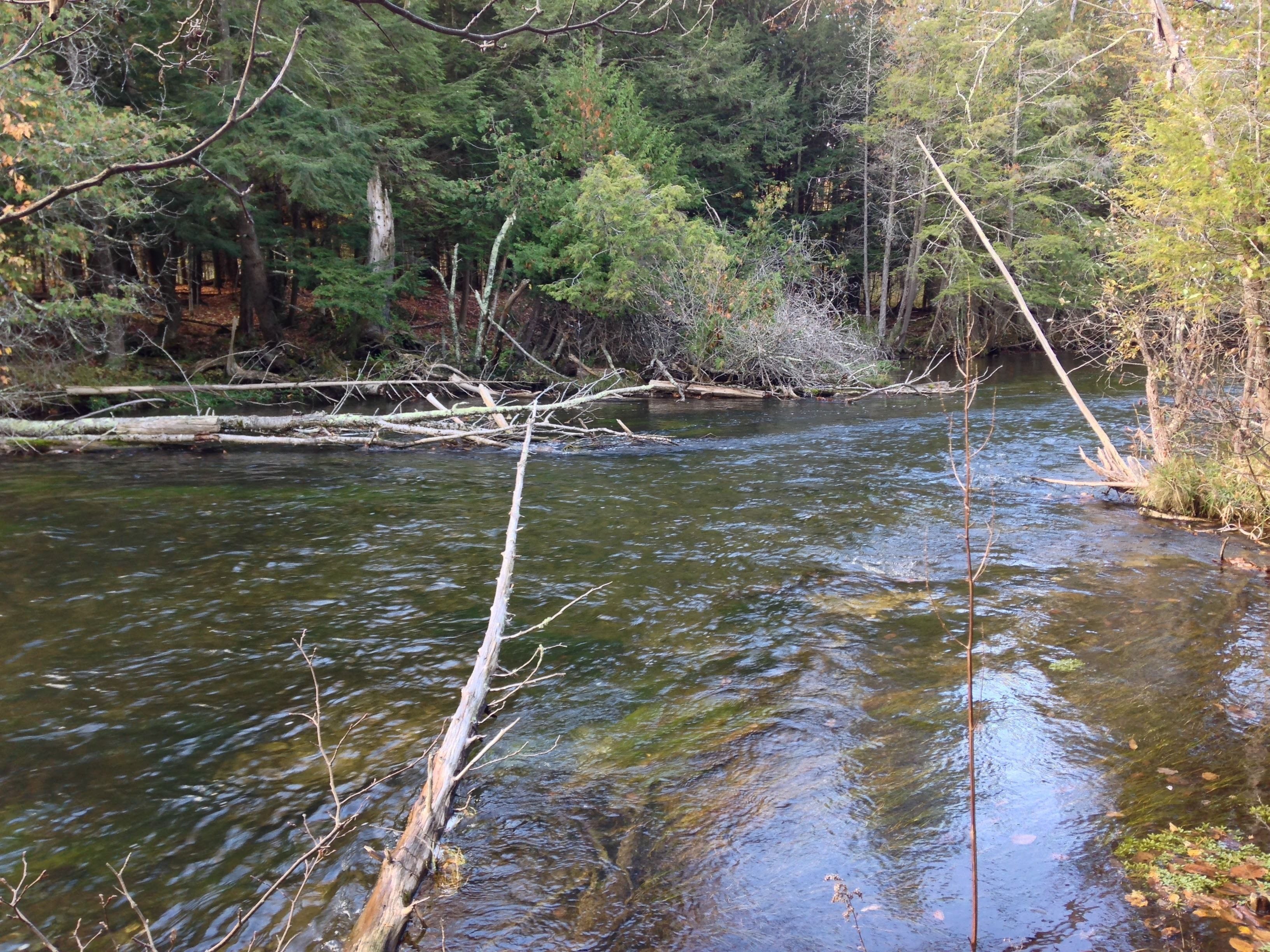 Un fiume che scorre attraverso una foresta, con alberi e rami che si protendono sull'acqua.