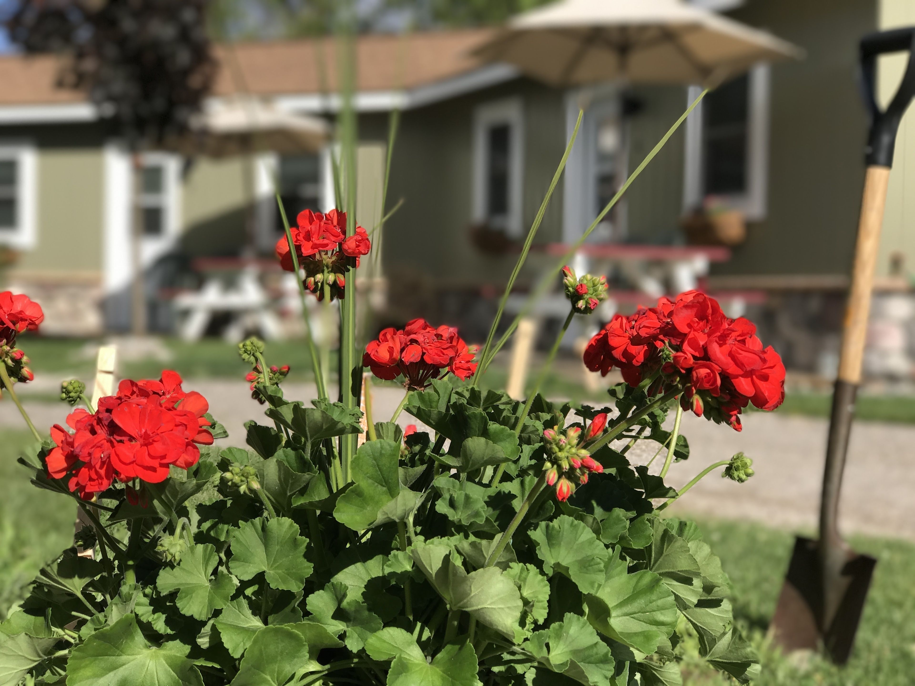 A garden with red flowers and a house in the background.