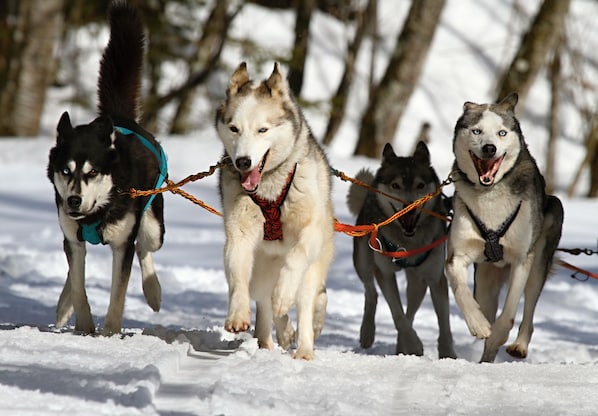 Four husky dogs pulling a sled through snow. - Gomobu Fjellstue (Vestre Slidre)