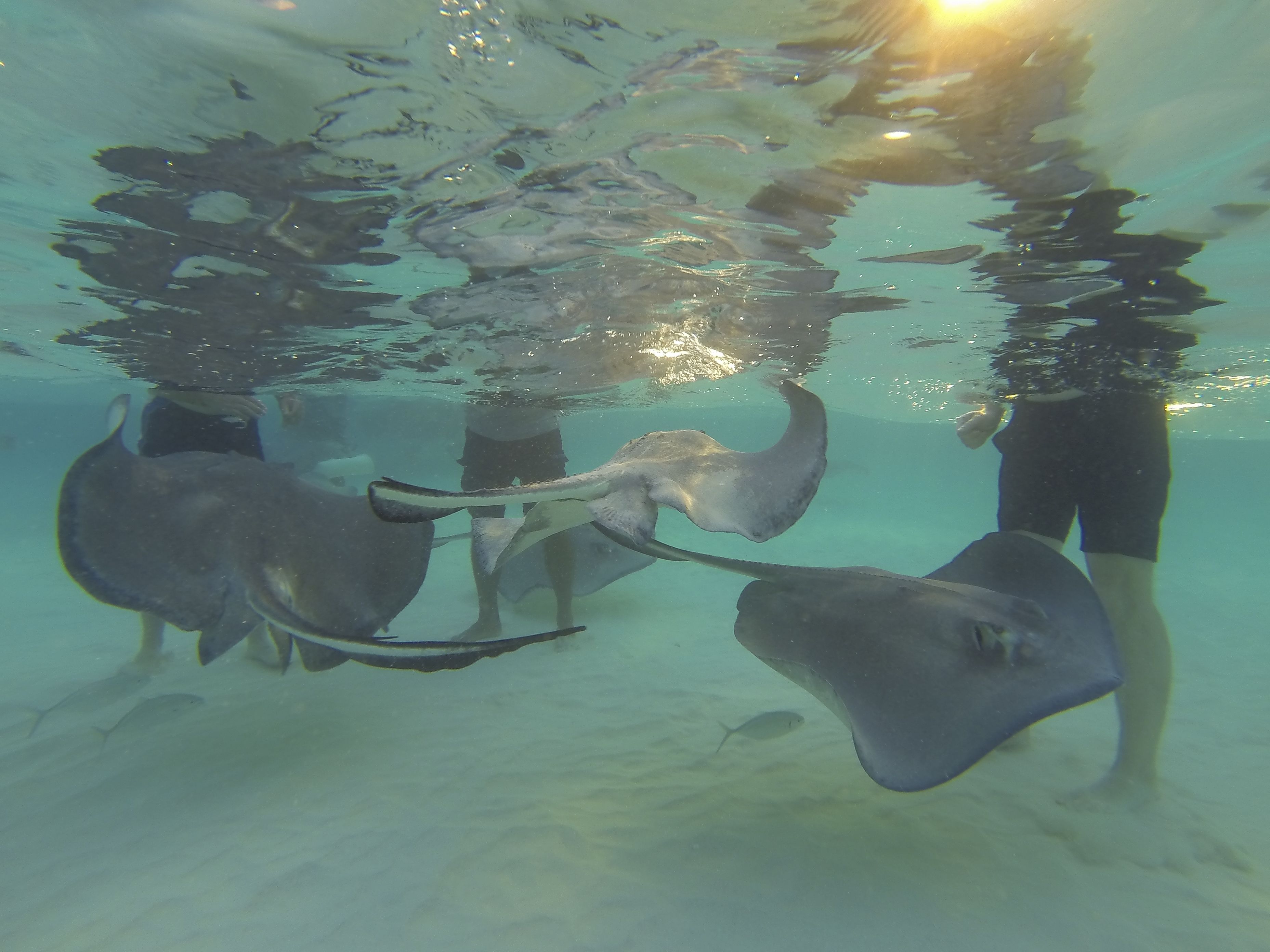 An underwater scene with stingrays and a person.