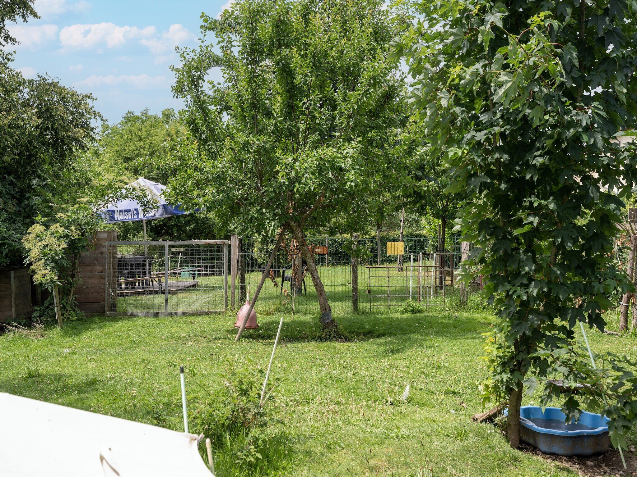 Un espace extérieur clos, avec des arbres, une porte et un récipient bleu pour l’eau.