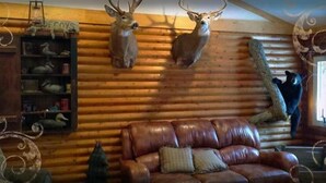 A room with wooden walls, a leather sofa, and mounted animal heads.