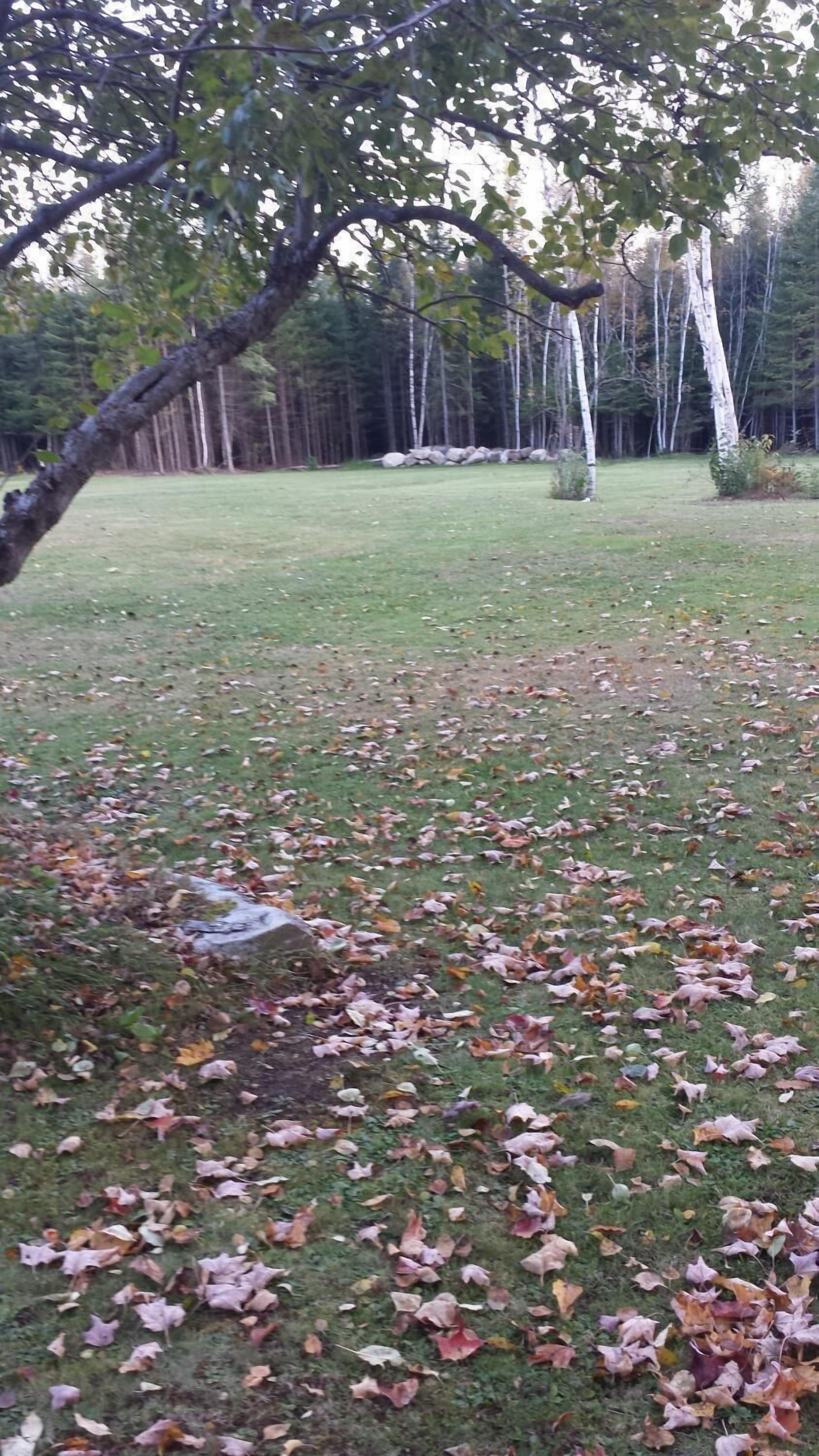 En græsplæne med spredte blade, en stenvæg og en gruppe birketræer.