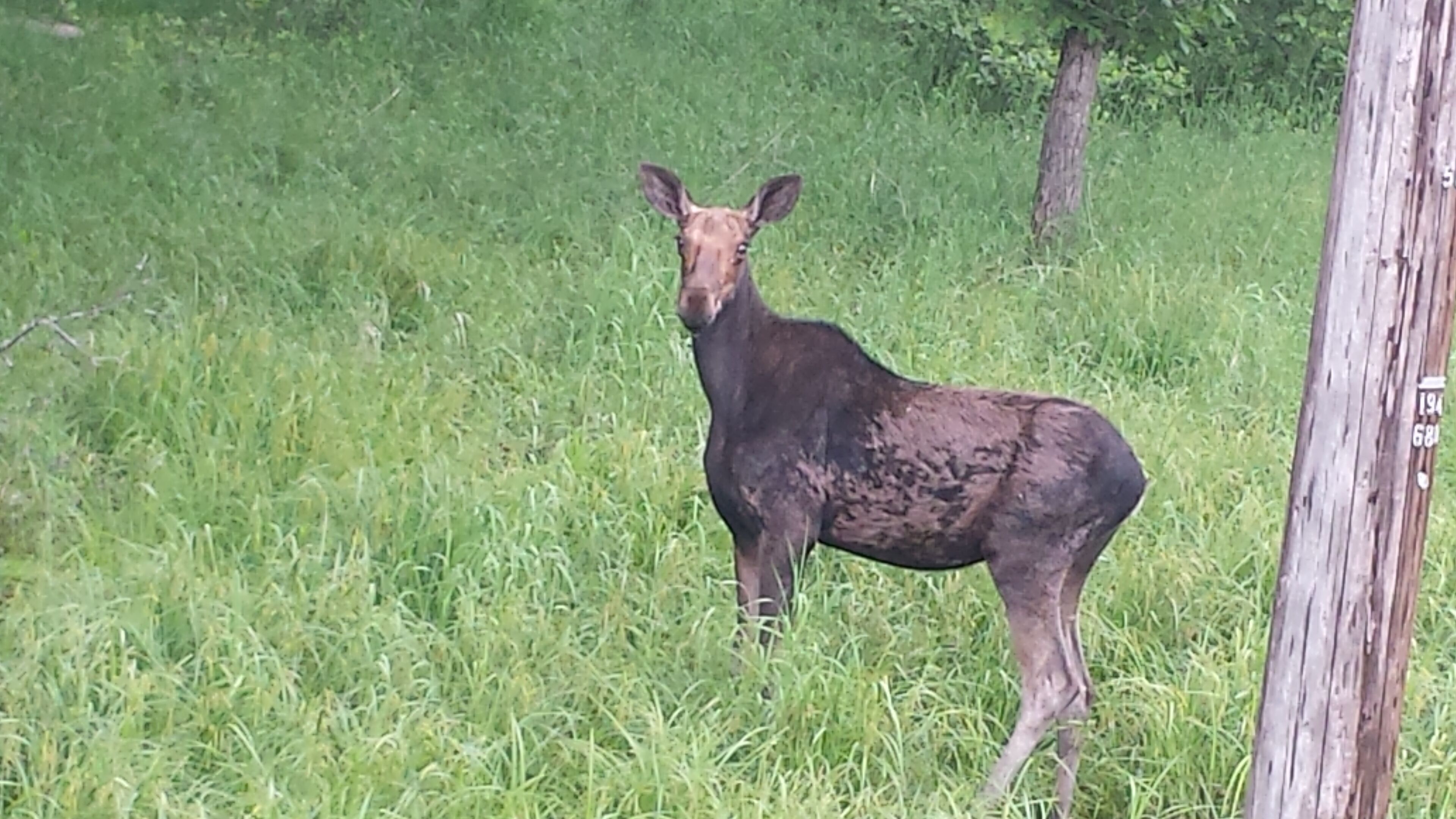 A moose standing in a grassy field with trees in the background.