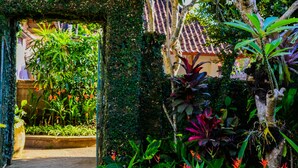 A lush garden with a variety of plants and a traditional tiled roof structure. - Griya Sriwedari (Ubud)