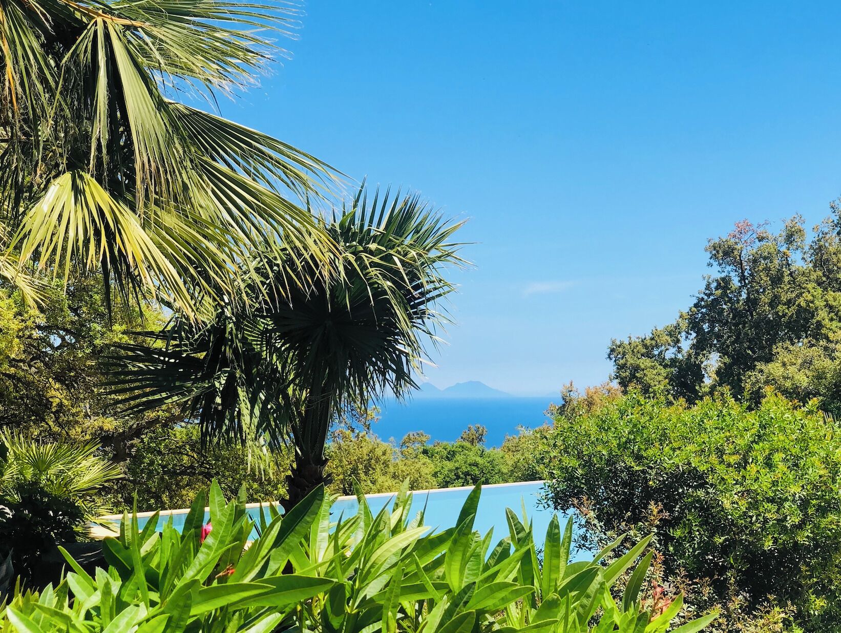 Una piscina rodeada de abundante vegetación y palmeras, con una vista despejada del océano al fondo.