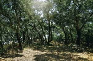 Un área boscosa con un sendero de tierra.